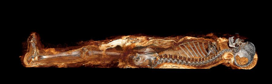 3D mid-saggital screenshot of Nefer-Mut